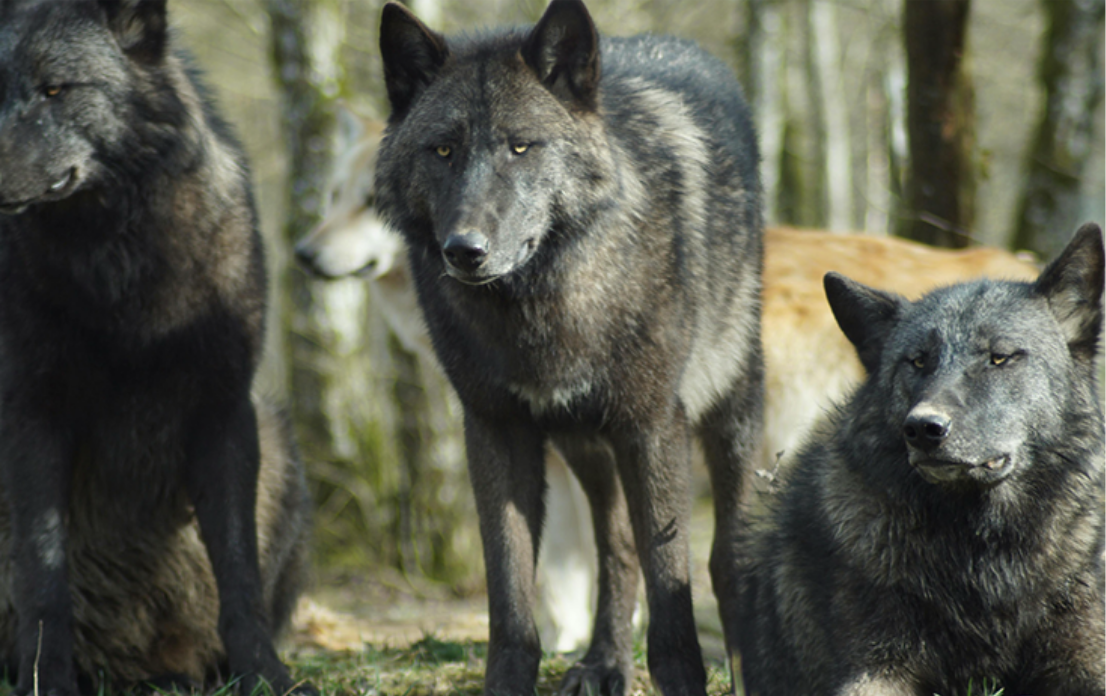 lobo emblema club orienes historia cdsi valladolid livire