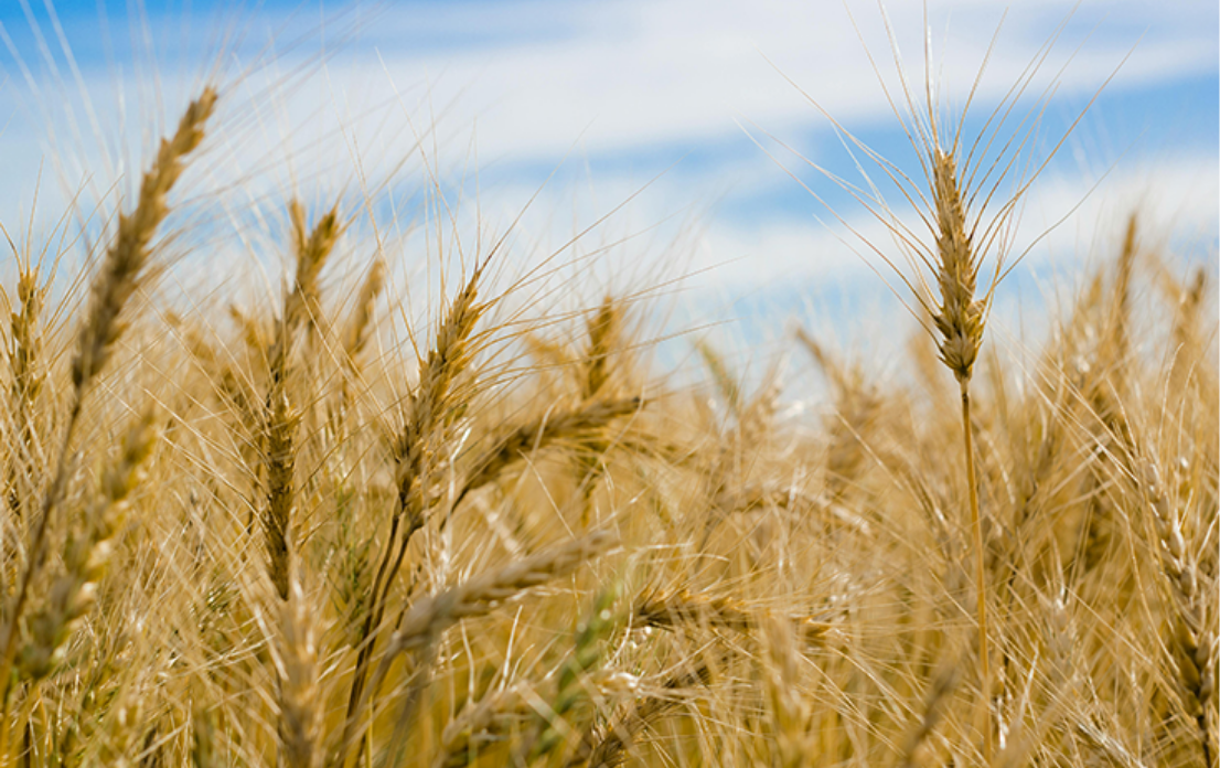 trigo representacion club san isidro origen emblema cdsi livire